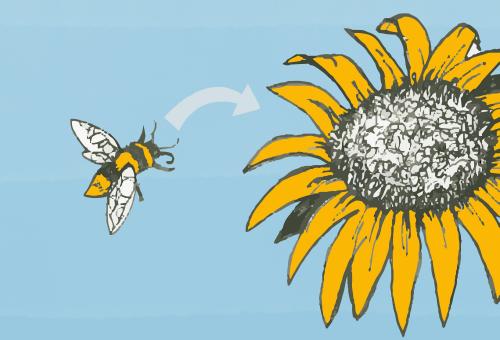 Illustration of bee about to land on flower